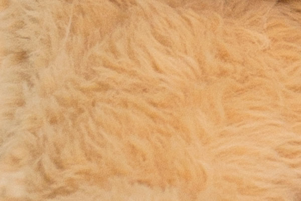 A close up image of the 20-inch World's Softest Bear fur